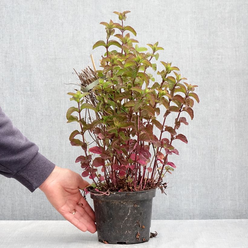 Menta bergamota Bergamote Maceta 2L/3L Ejemplar entregado en la primavera