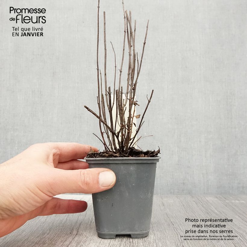 Menta Citrata Maceta de 8/9 cm Ejemplar entregado en invierno