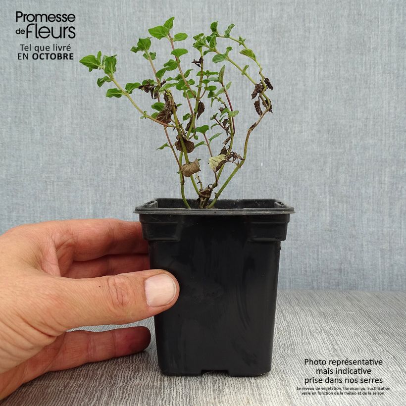 Ejemplar de Menta officinalis Alba Maceta de 8/9 cm entregado en otoño