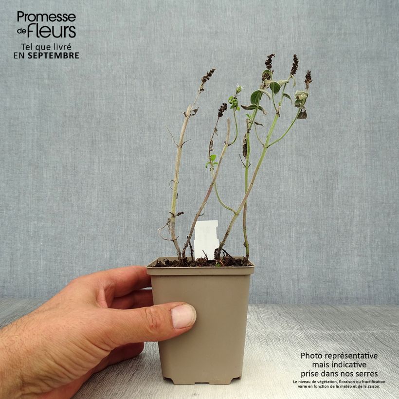 Ejemplar de Menta de caballo Buddleja Maceta de 8/9 cm entregado en otoño