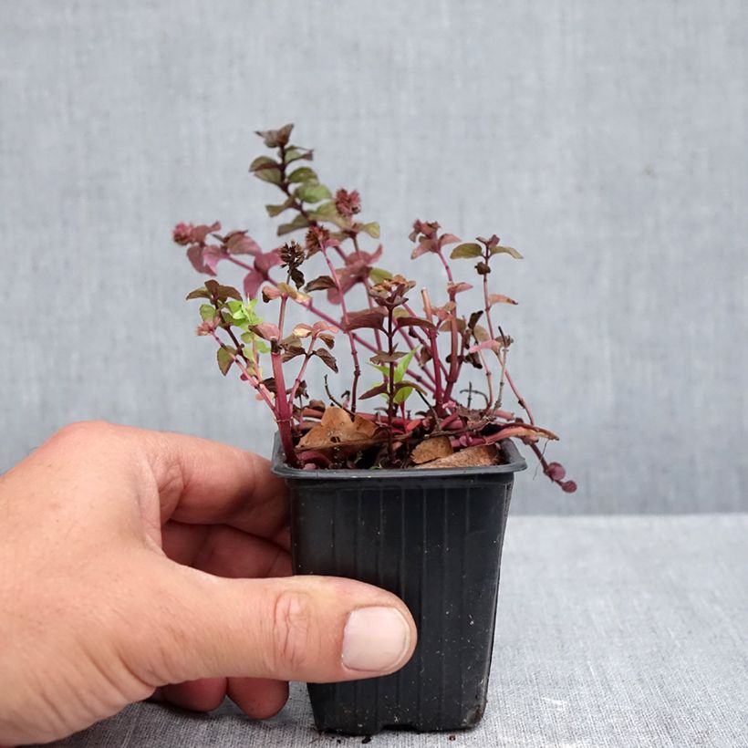 Ejemplar de Menta Chartreuse Maceta de 8/9 cm entregado en otoño