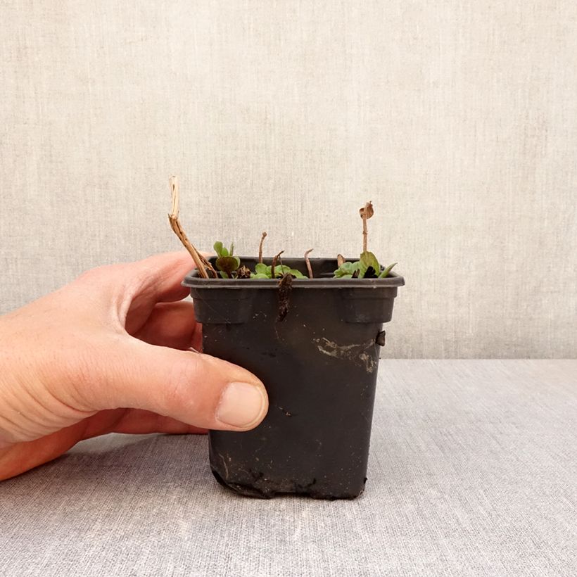 Menta Chartreuse Maceta de 8/9 cm Ejemplar entregado en la primavera