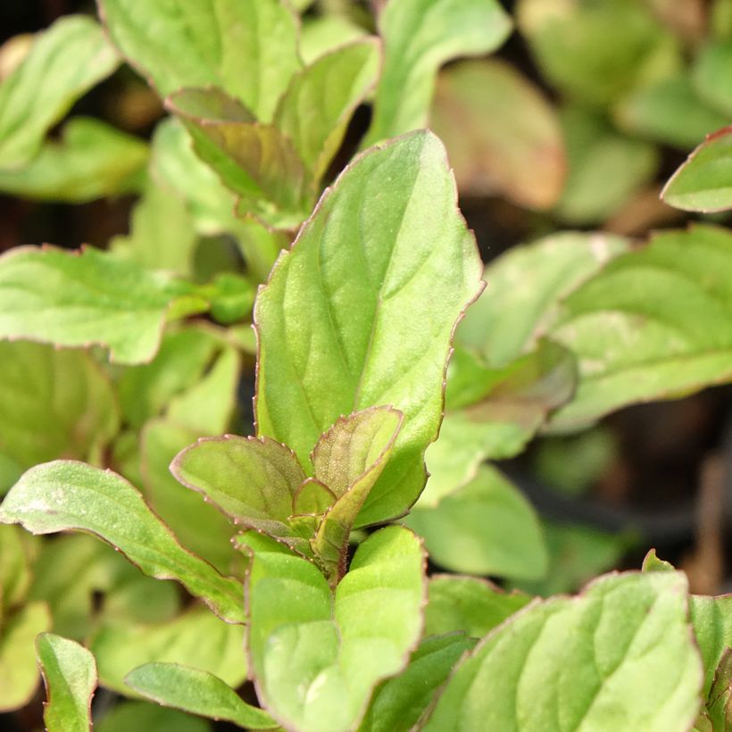Menta bergamota (Follaje)