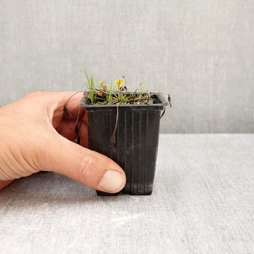 Ejemplar de Hierba de Santa María - Tanacetum balsamita Maceta de 7/8 cm entregado en otoño