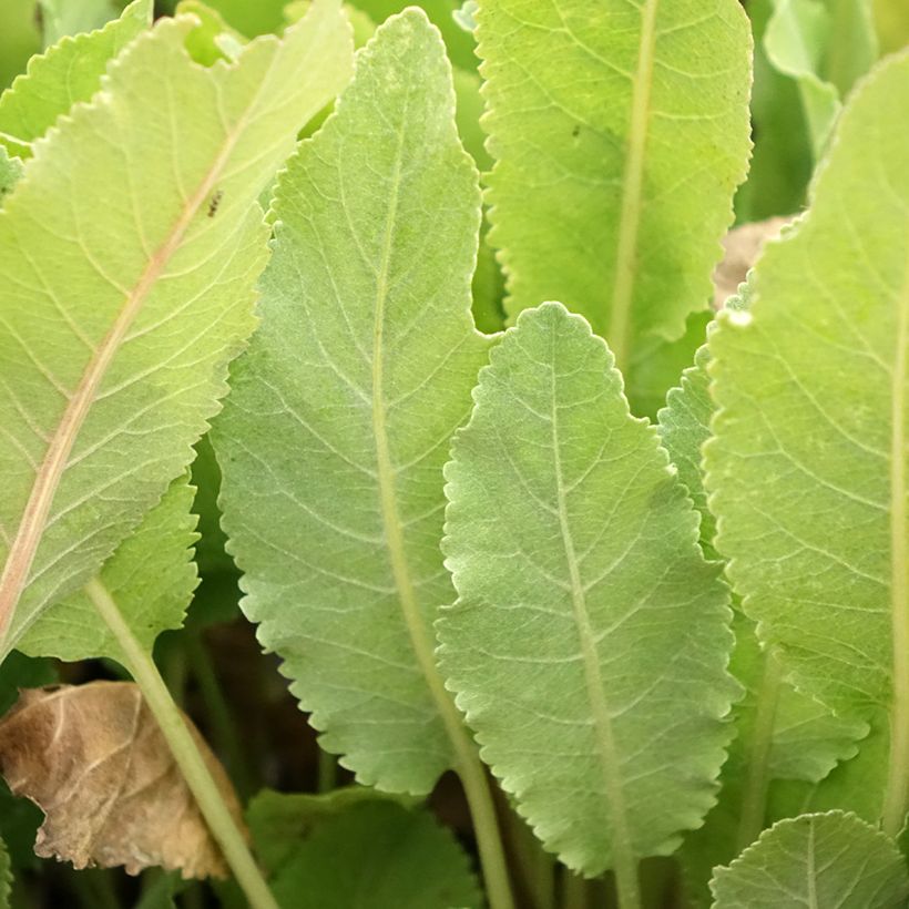 Hierba de Santa María - Tanacetum balsamita (Follaje)