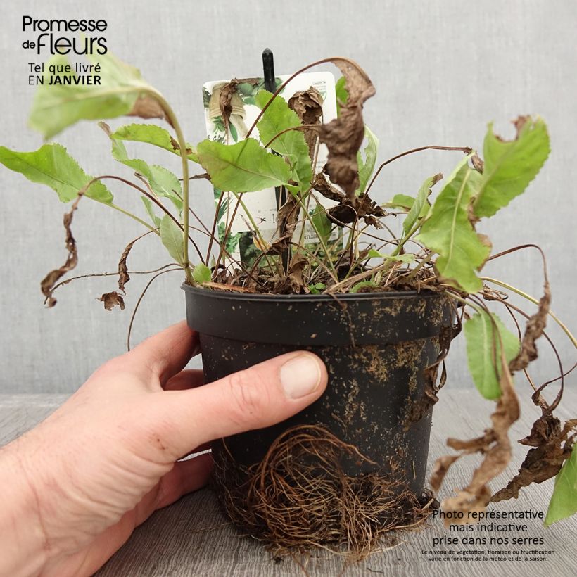 Hierba de Santa María - Tanacetum balsamita Maceta 1,5L/2L Ejemplar entregado en invierno