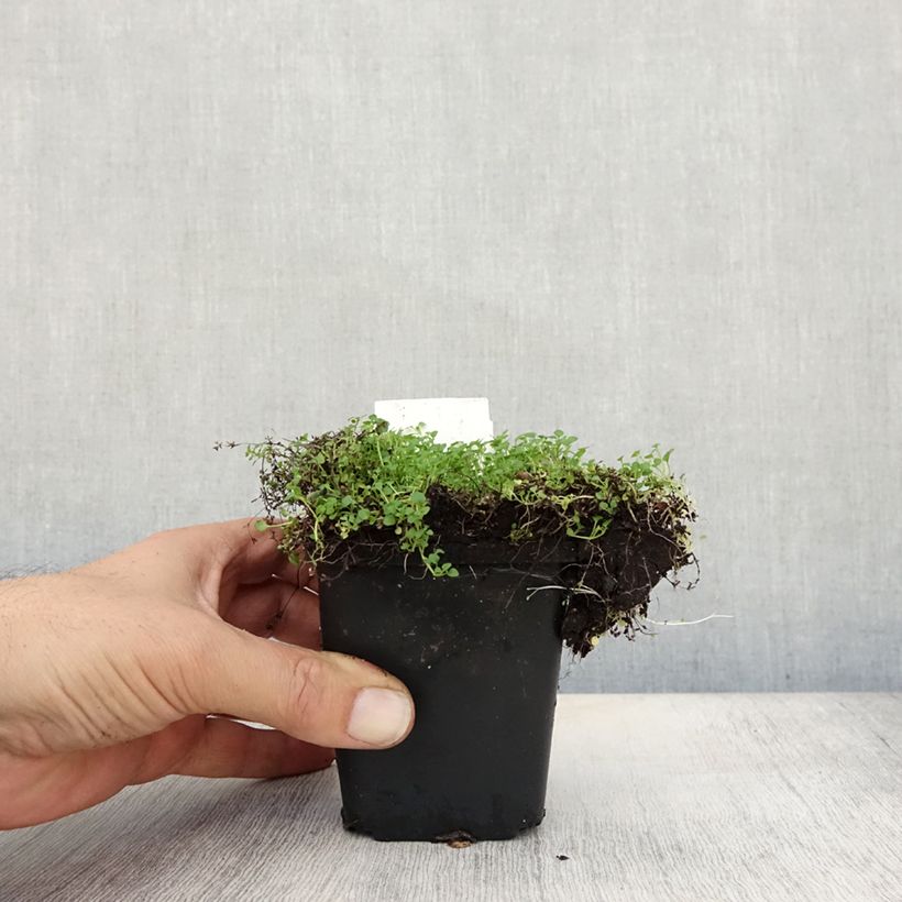 Ejemplar de Menta corsa - Mentha requienii Maceta de 8/9 cm entregado en otoño