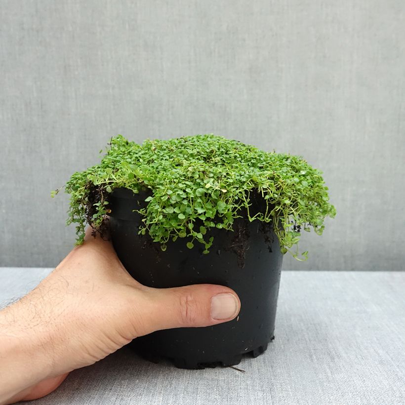 Ejemplar de Menta corsa - Mentha requienii Maceta 2L/3L entregado en otoño