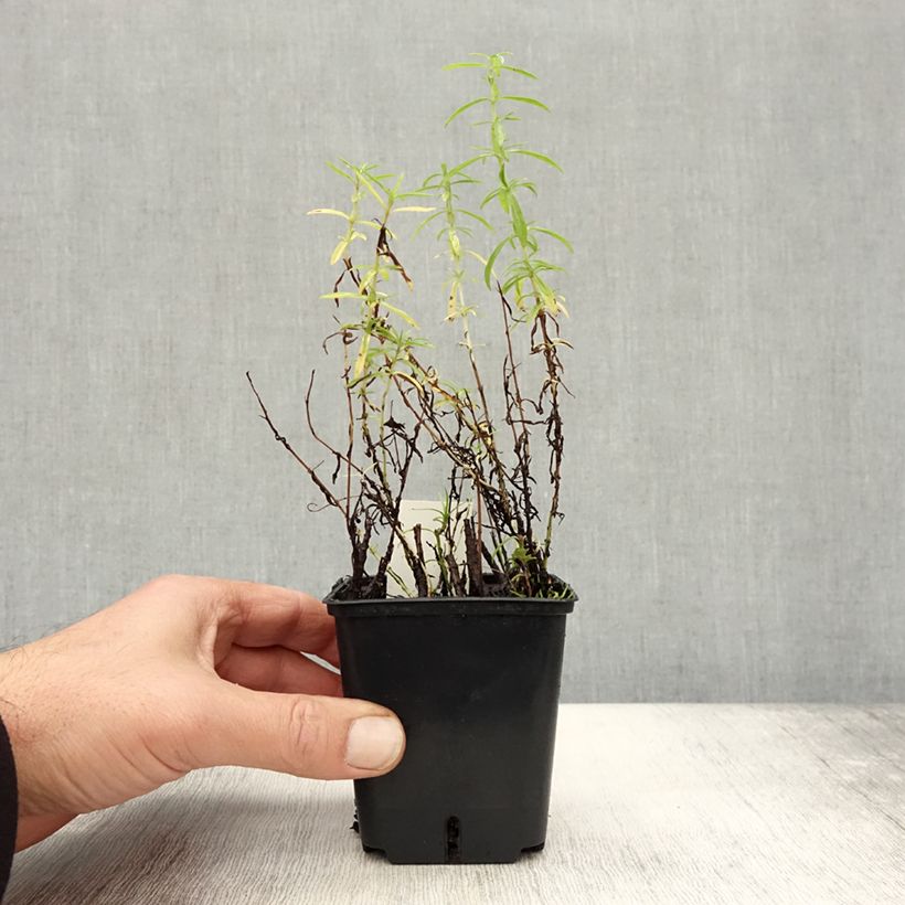 Ejemplar de Poleo de ciervo - Mentha cervina Maceta de 8/9 cm entregado en otoño