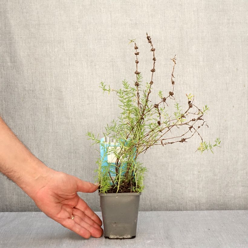 Ejemplar de Poleo de ciervo Alba - Mentha cervina Maceta de 8/9 cm entregado en otoño