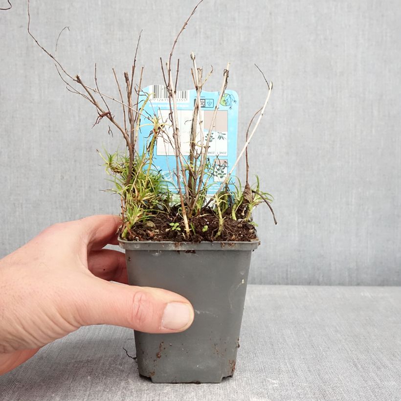 Poleo de ciervo Alba - Mentha cervina Maceta de 8/9 cm Ejemplar entregado en invierno