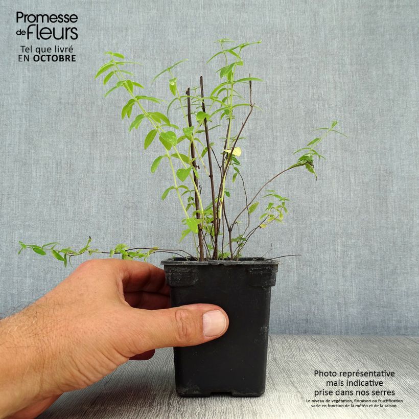Ejemplar de Menta de montaña peluda - Pycnantemum pilosum Maceta de 8/9 cm entregado en otoño