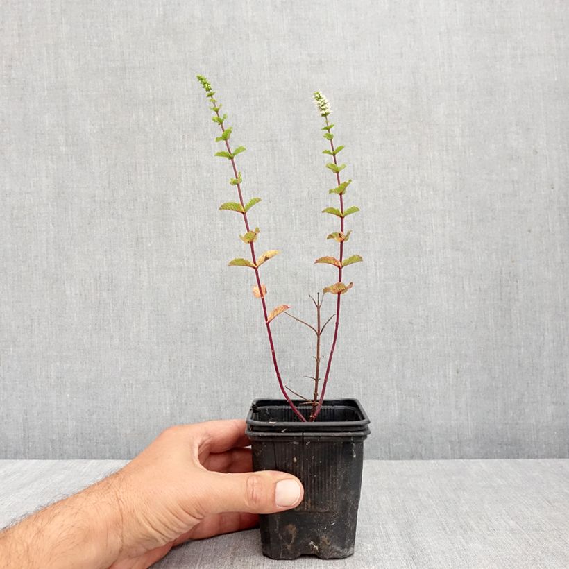 Ejemplar de Menta española Maceta de 8/9 cm entregado en otoño