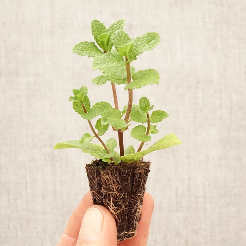 Hierbabuena Spanish minicepellón: Ø 1,5/2,5 cm Ejemplar entregado en la primavera