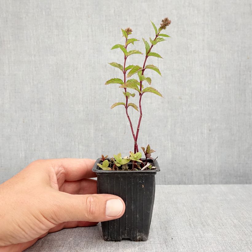Ejemplar de Hierbabuena crispa Maceta de 8/9 cm entregado en otoño