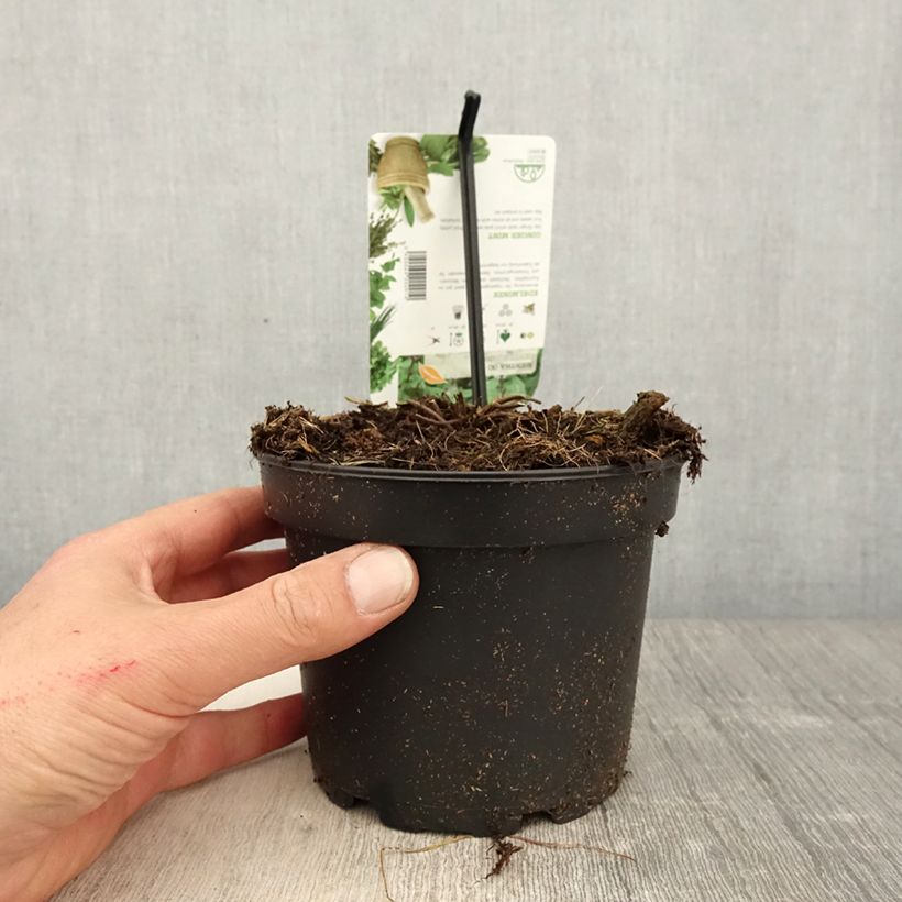 Menta Ginger Maceta 1,5L/2L Ejemplar entregado en la primavera