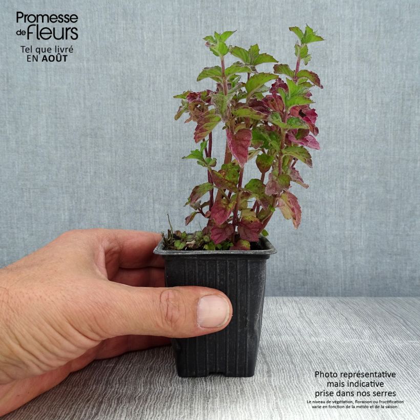 Ejemplar de Menta bergamota Grapefruit Maceta de 7/8 cm entregado en verano