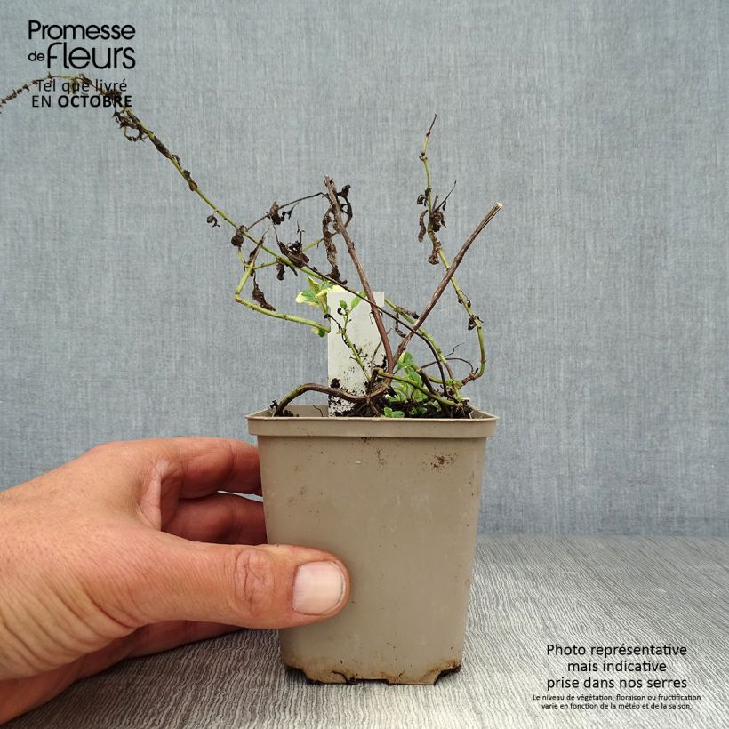 Ejemplar de Mastranzo Variegata Maceta de 8/9 cm entregado en otoño