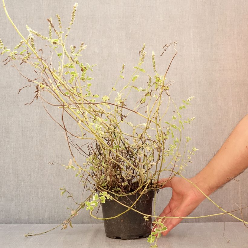 Ejemplar de Mastranzo Variegata Maceta 2L/3L entregado en verano