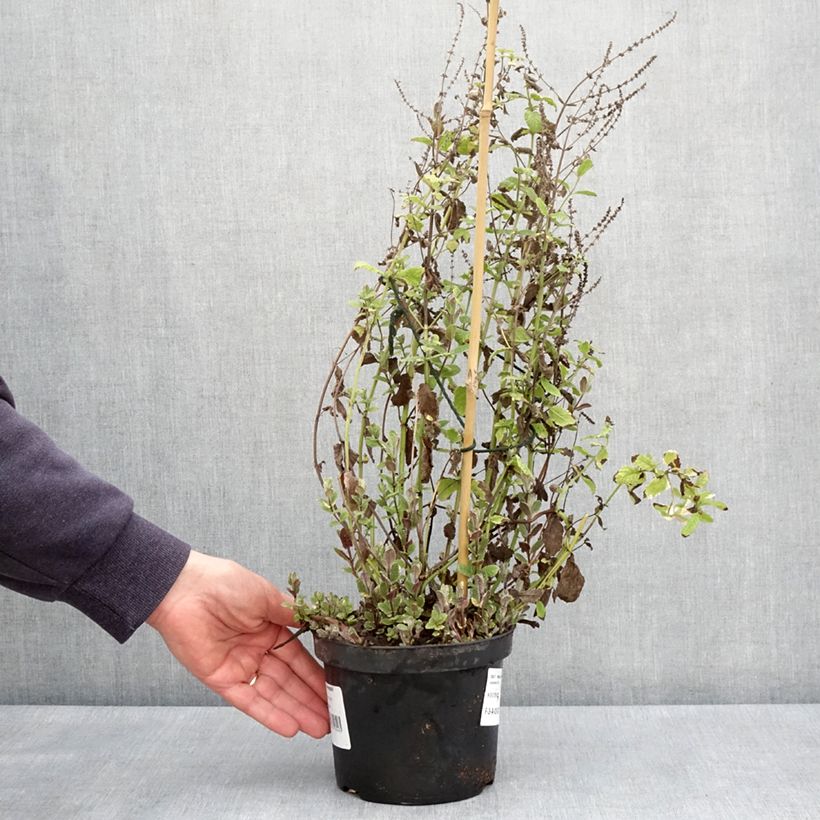 Mastranzo Variegata Maceta 2L/3L Ejemplar entregado en la primavera