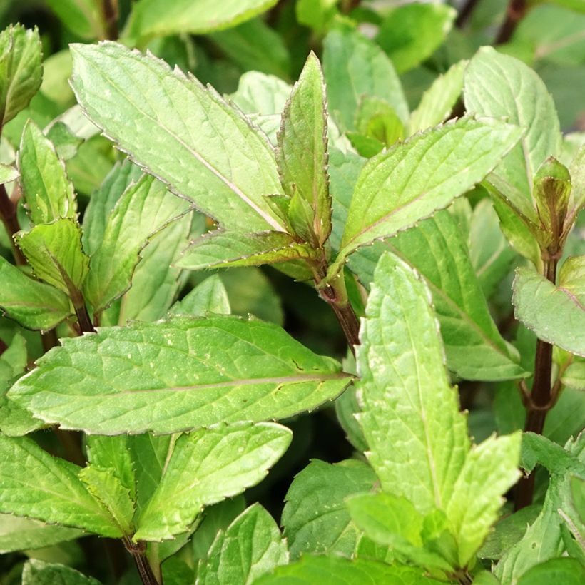 Menta piperita BIO (Follaje)