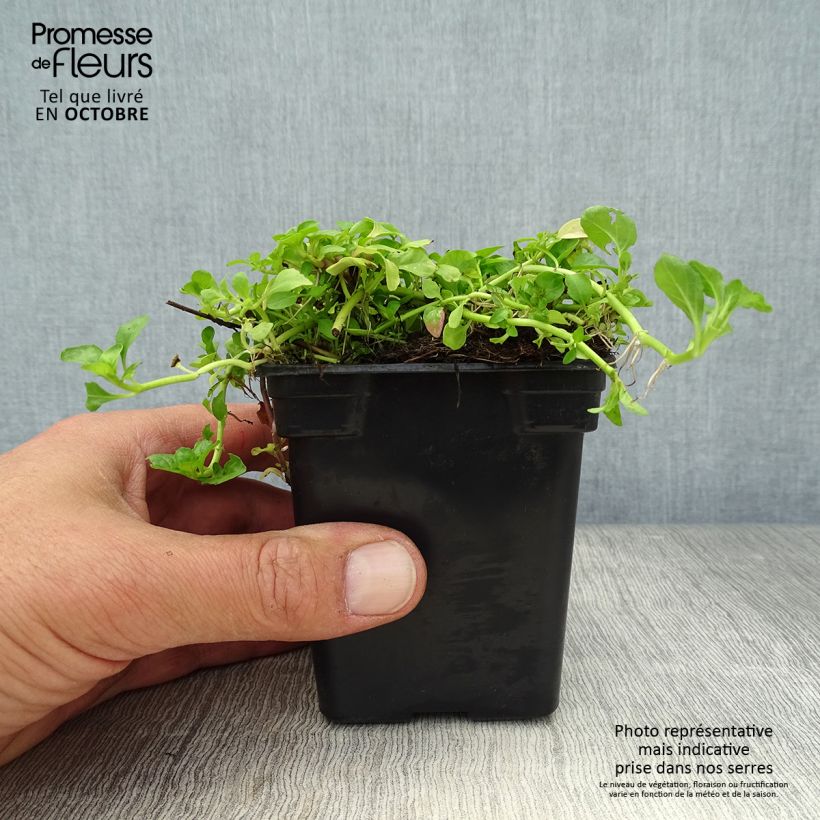 Ejemplar de Poleo - Mentha pulegium Maceta de 8/9 cm entregado en otoño