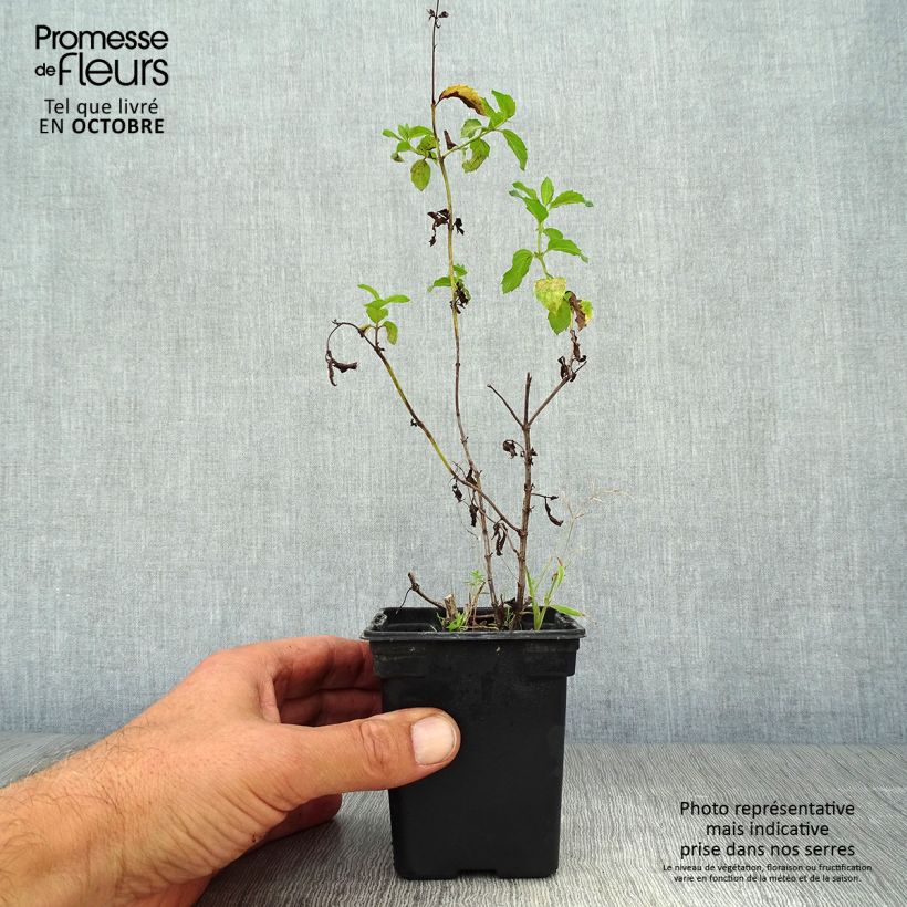 Ejemplar de Menta Réglisse Maceta de 7/8 cm entregado en otoño