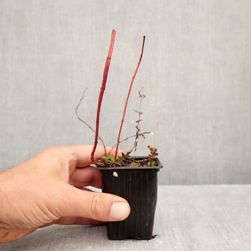 Ejemplar de Menta Romana Rossa Maceta de 8/9 cm entregado en otoño