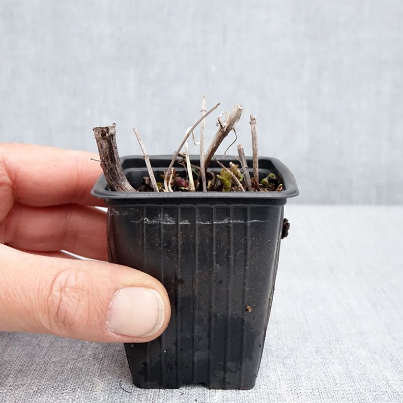 Menta Romana Rossa Maceta de 8/9 cm Ejemplar entregado en la primavera