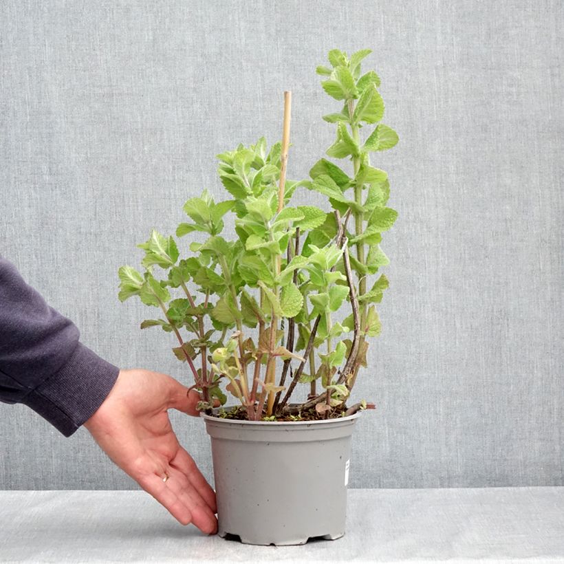 Mastranzo - Mentha suaveolens Maceta 2L/3L Ejemplar entregado en la primavera