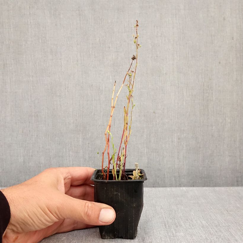 Ejemplar de Menta - Mentha suriso Maceta de 8/9 cm entregado en otoño