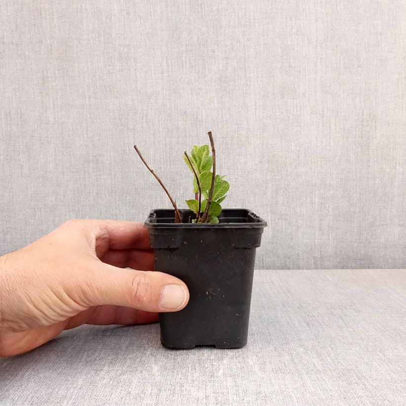 Hierbabuena Tashkent Maceta de 8/9 cm Ejemplar entregado en la primavera