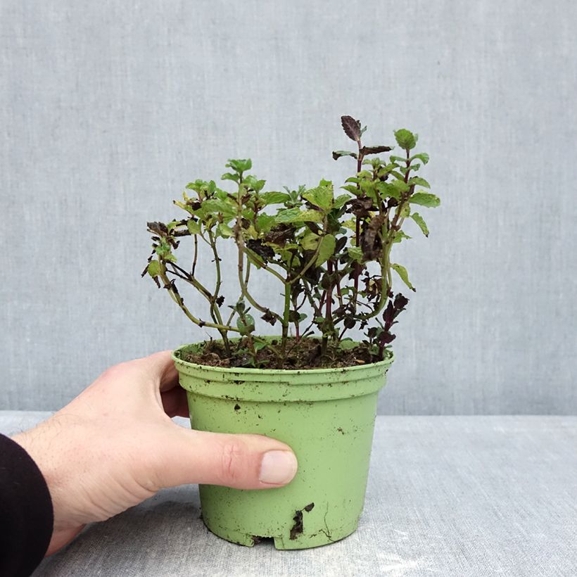Hierbabuena Bio - Mentha spicata Maceta de 10 cm/11 cm Ejemplar entregado en invierno