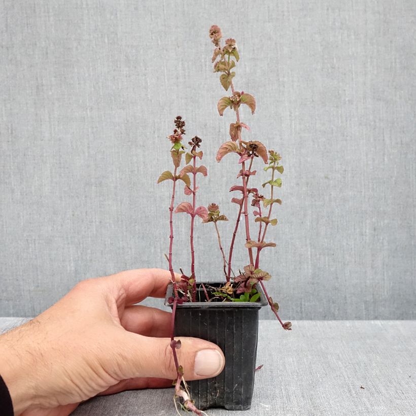 Ejemplar de Menta rubra Maceta de 8/9 cm entregado en otoño