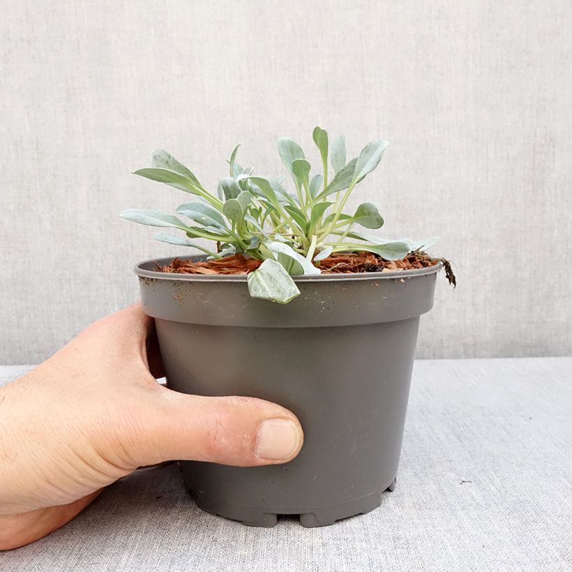 Ostra vegetal - Mertensia maritima Maceta 1L/1,5L Ejemplar entregado en la primavera
