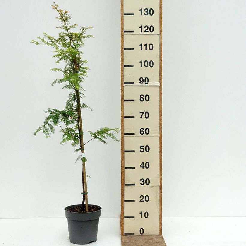 Ejemplar de Metasequoia glyptostroboides Amber Glow Pot de 2L/3L entregado en verano