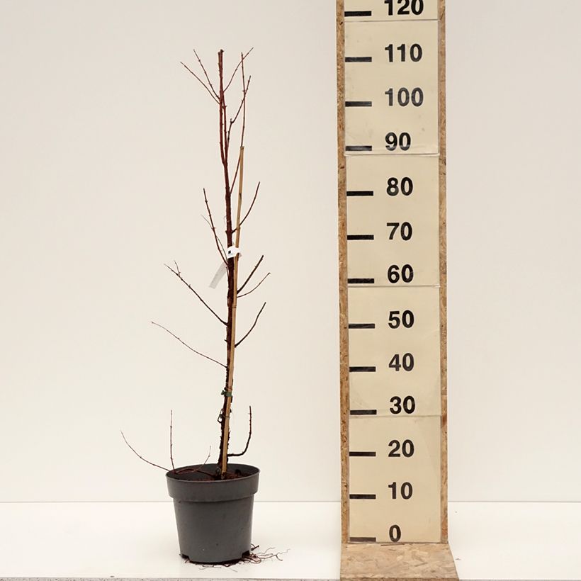 Metasequoia glyptostroboides Amber Glow - Metasecuoya Maceta 4L/5L Ejemplar entregado en invierno