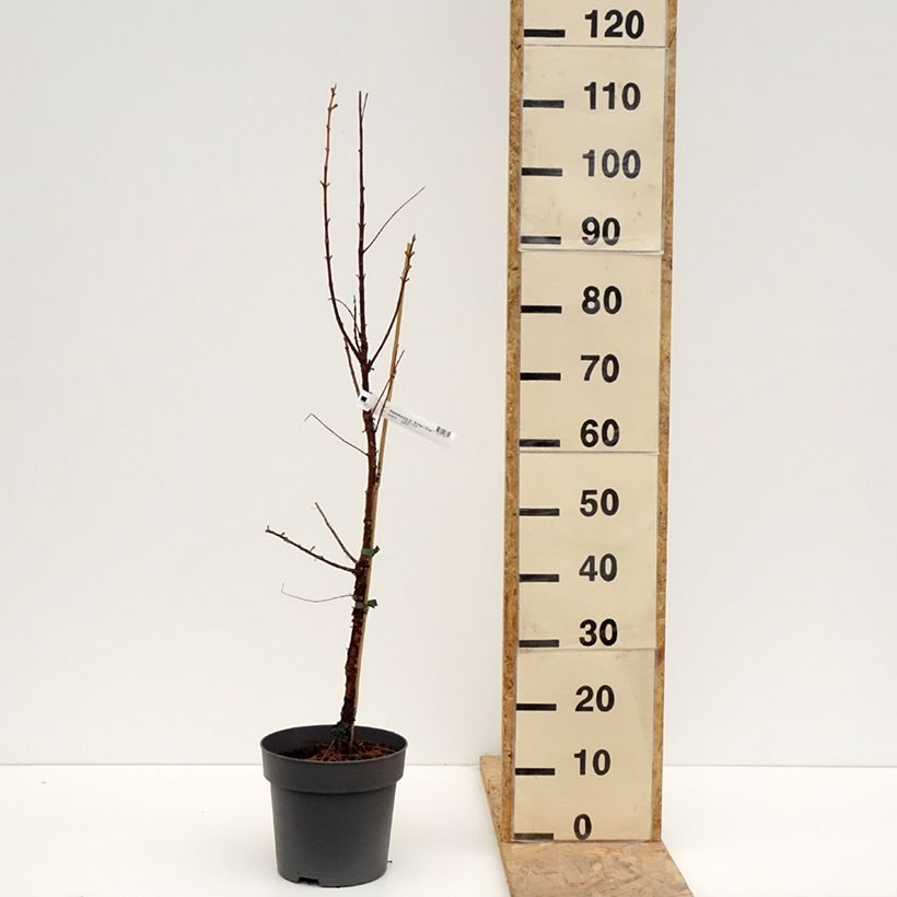 Metasequoia glyptostroboides Amber Glow - Metasecuoya Maceta 4L/5L Ejemplar entregado en la primavera