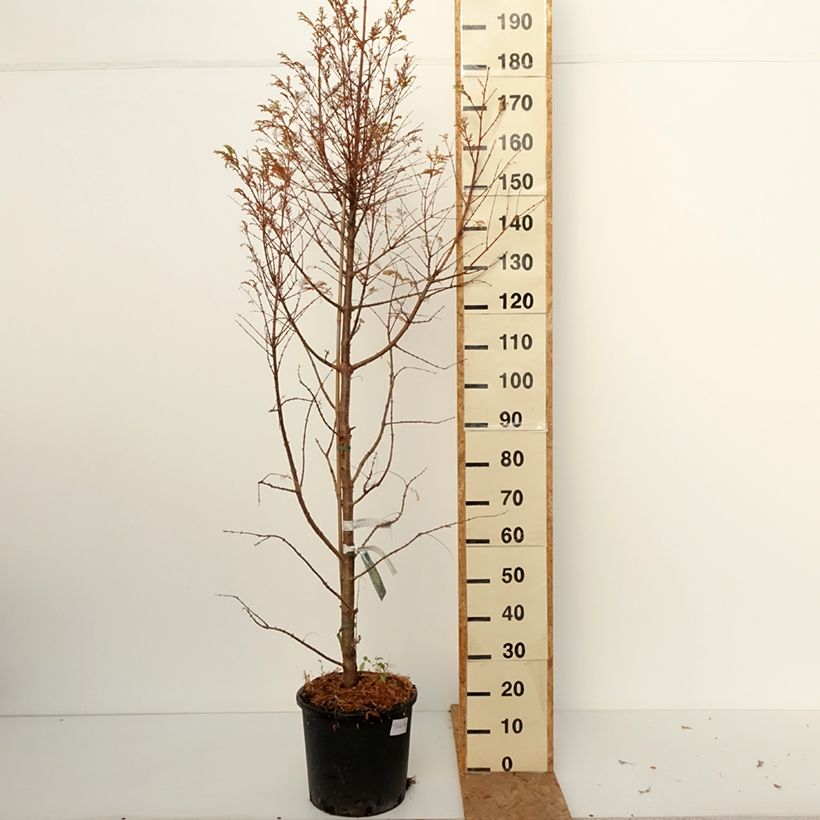 Ejemplar de Metasequoia glyptostroboides Chubby - Metasecuoya Maceta 12L/15L entregado en otoño