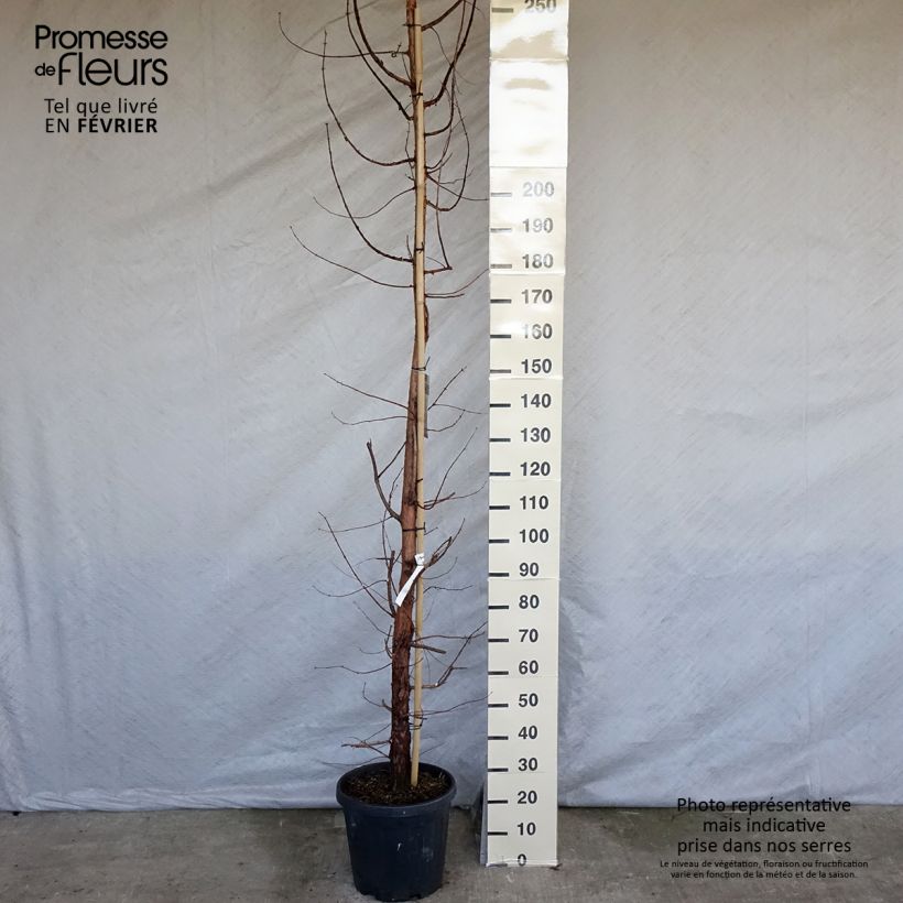 Metasequoia glyptostroboides - Metasecuoya Maceta 18L/20L Ejemplar entregado en invierno