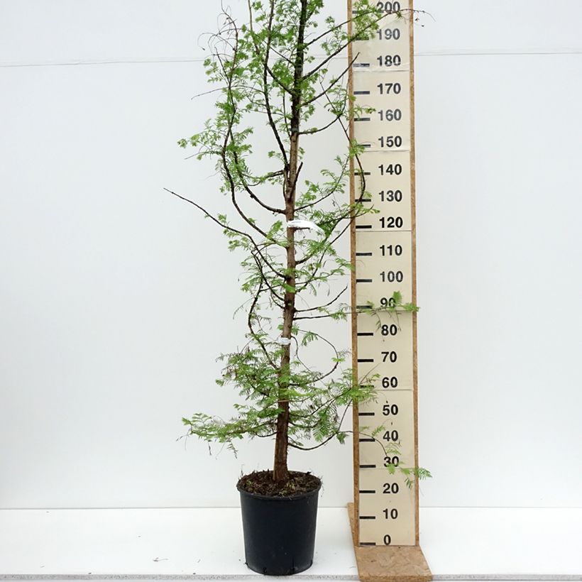 Ejemplar de Metasequoia glyptostroboides - Metasecuoya Maceta 18L/20L entregado en verano