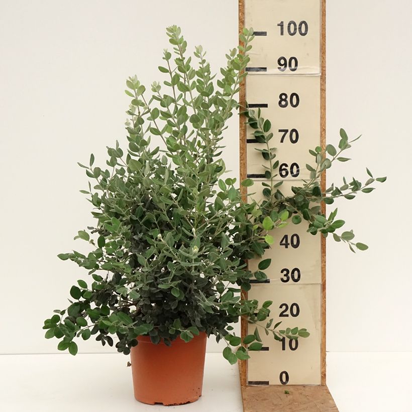 Ejemplar de Metrosideros excelsa Maceta 7,5L/10L entregado en otoño