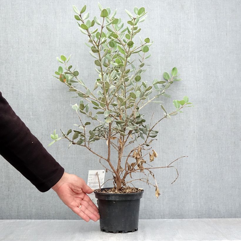 Ejemplar de Metrosideros excelsa Aurea Maceta 2L/3L entregado en otoño