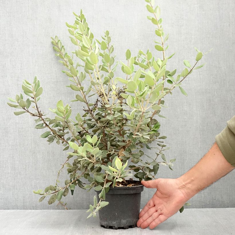 Ejemplar de Metrosideros excelsa Aurea Maceta 2L/3L entregado en verano