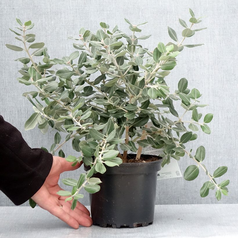 Metrosideros excelsa Aurea Maceta 2L/3L Ejemplar entregado en invierno