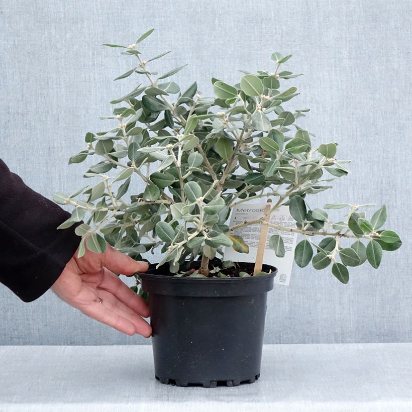 Metrosideros excelsa Aurea Maceta 2L/3L Ejemplar entregado en la primavera