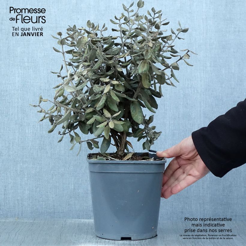 Metrosideros kermadecensis Aureomarginata Maceta 4L/5L Ejemplar entregado en invierno