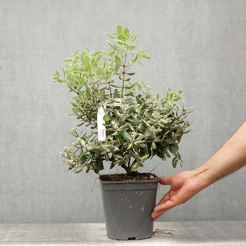 Metrosideros kermadecensis Aureomarginata Maceta 4L/5L Ejemplar entregado en la primavera