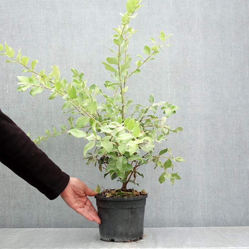 Ejemplar de Metrosideros collina Thomasii  Maceta 3L/4L entregado en otoño