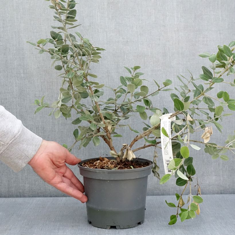 Metrosideros collina Thomasii  Maceta 3L/4L Ejemplar entregado en la primavera